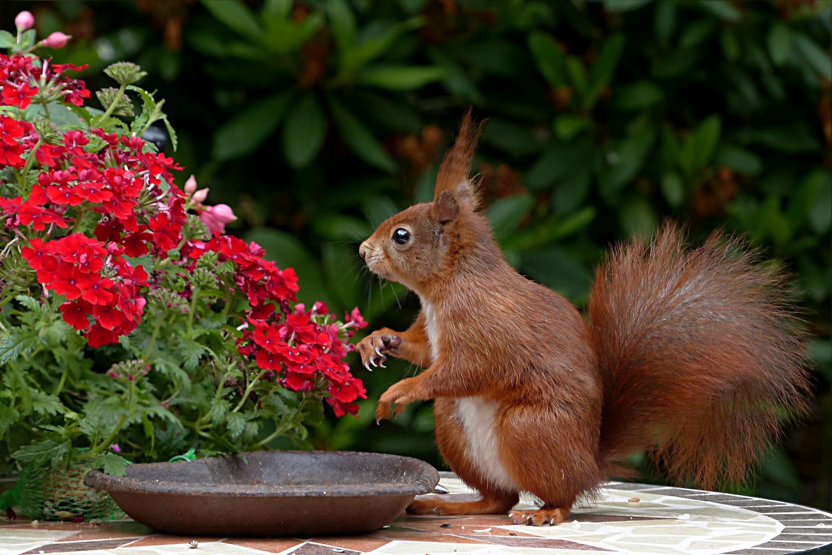 Breng meer natuur en kleur in je tuin met deze tips