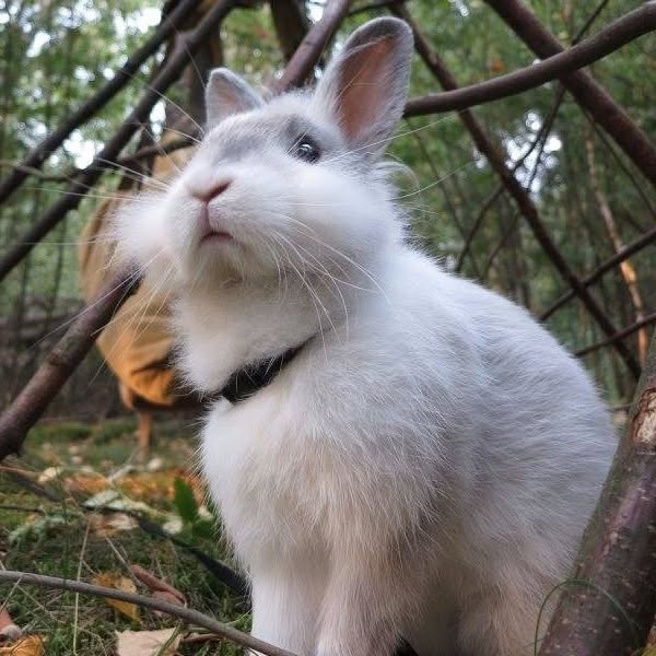 Logo van bunnyflop.nl
